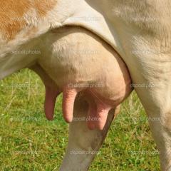 Imagine atasata: depositphotos_21251351--Udder-of-a-young-cow.jpg