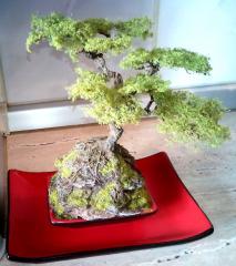 Imagine atasata: bonsai 2.jpg