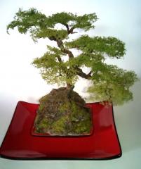 Imagine atasata: bonsai 1.jpg