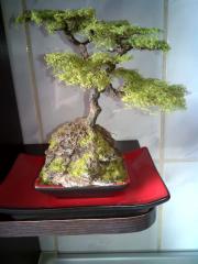 Imagine atasata: bonsai 3.jpg