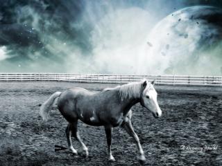 Imagine atasata: Animals_Horses_The_Horse_005137_.jpg