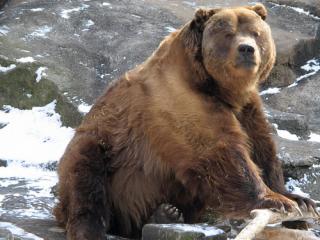 Imagine atasata: kodiak_bear_2.jpg