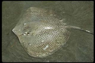 Imagine atasata: STINGRAY.jpg