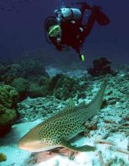 Imagine atasata: Zebra_shark_12b.jpg