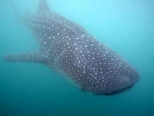 Imagine atasata: WhaleShark11oClock.jpg