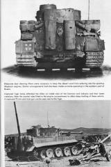Imagine atasata: tiger1.JPG