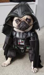Imagine atasata: Vader.jpg