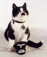 Imagine atasata: hitlercat.jpg