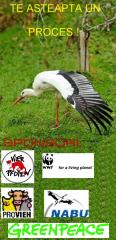Imagine atasata: stork_022.jpg
